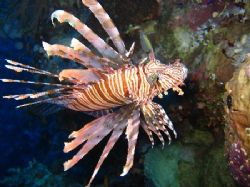 Beautiful Lion Fish by David Johnson 